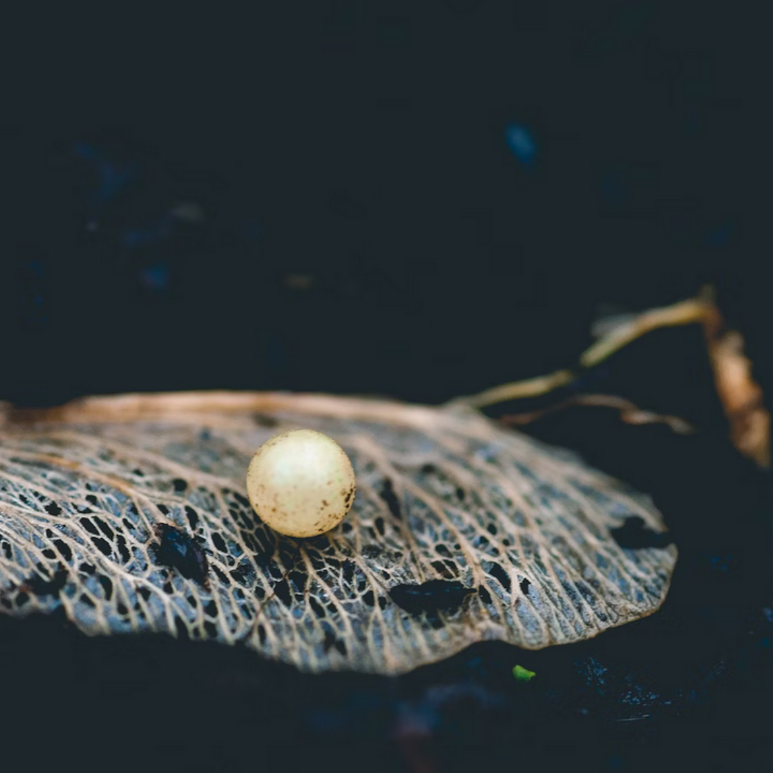 A pearl on a maple seed and some black soil background.